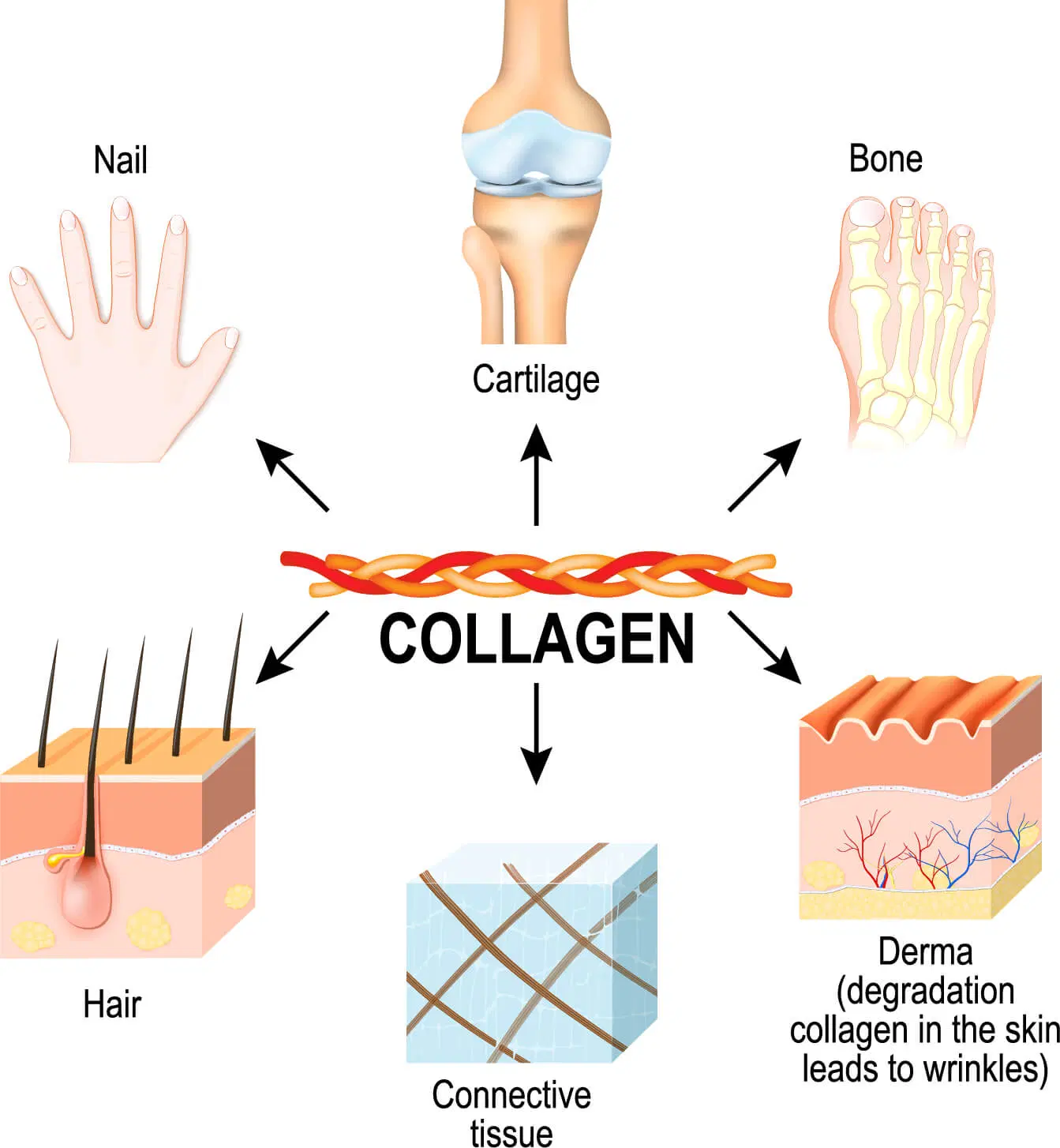 What is the deal with Collagen?